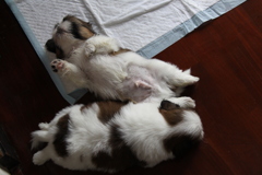子犬の頃１