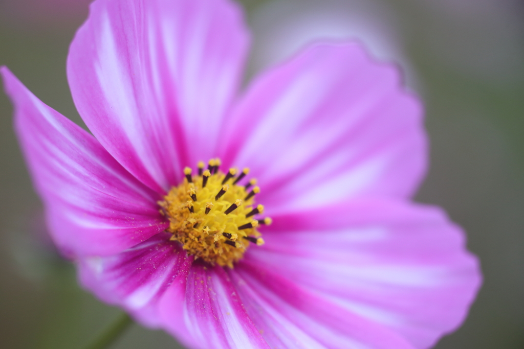 stars in cosmos