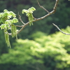 かんざし
