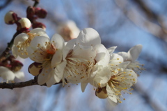 Plum blossom6