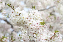 fragrance of the cherry2