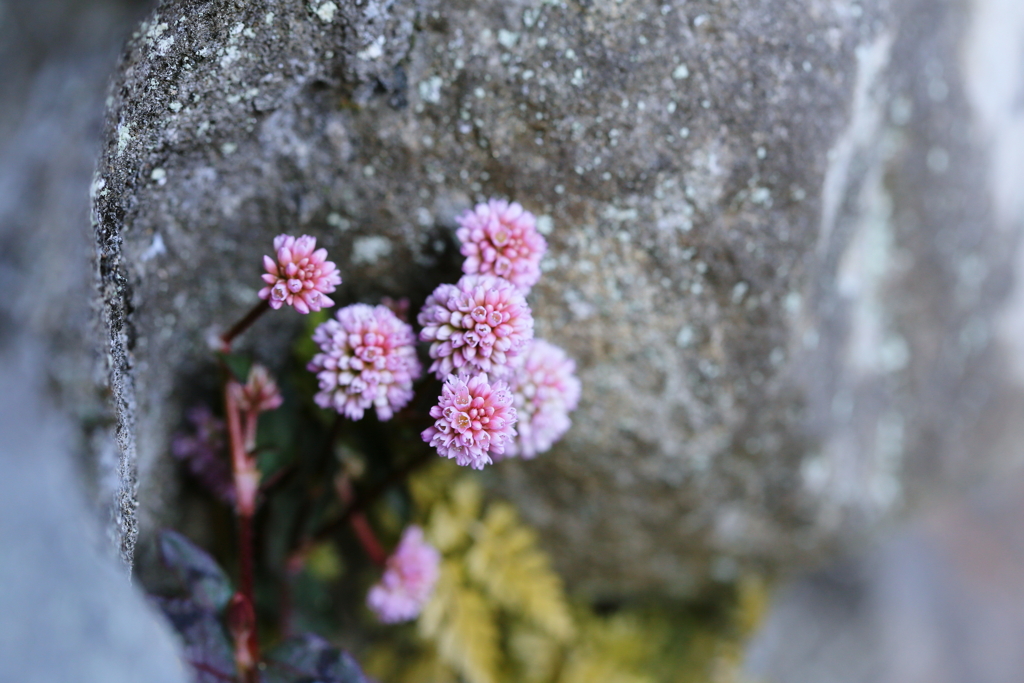ささやかな花束3