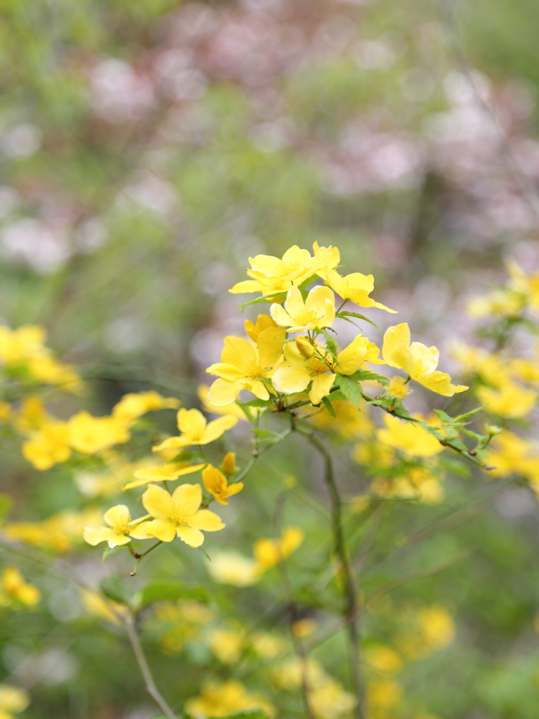 In un fiore
