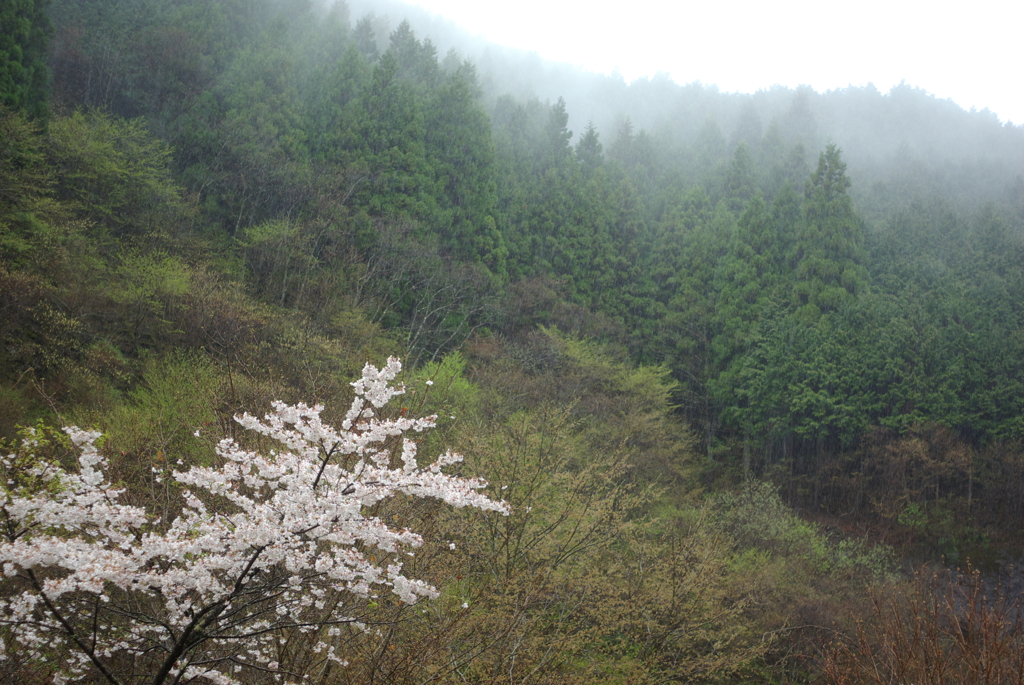 雨の里山山桜