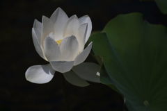 hasu2