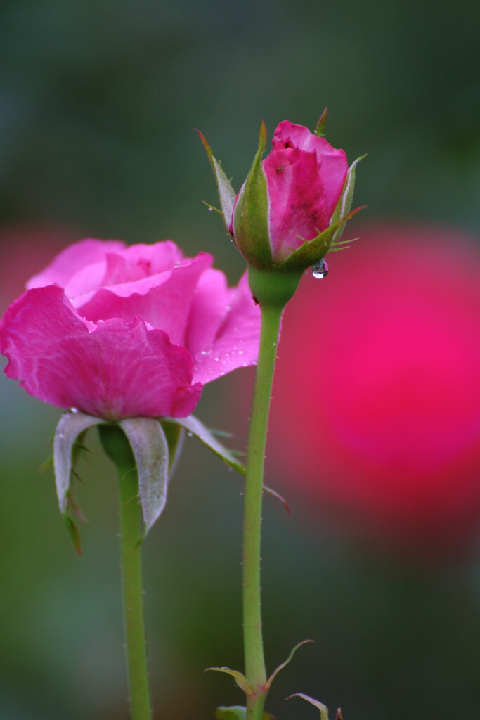 咲いていたんで夏の花