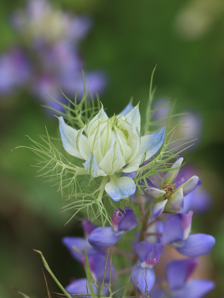 綺麗なのか気味悪いのか