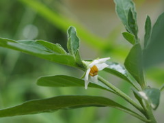 せっかくだもん外向いて咲きなよ