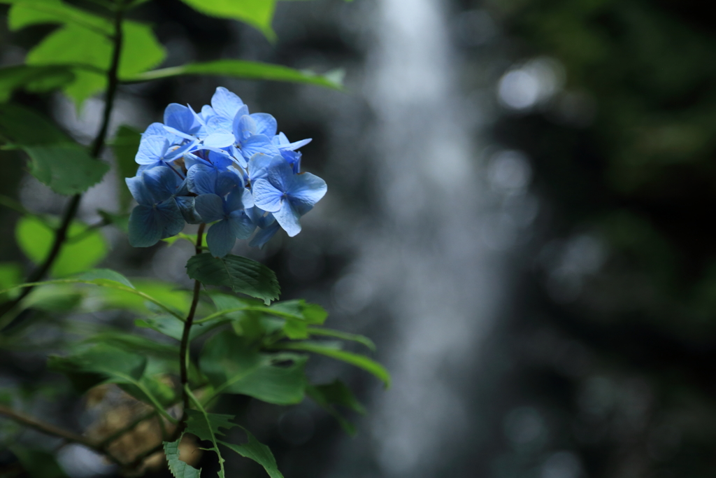 おくれてきた紫陽花