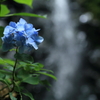 おくれてきた紫陽花