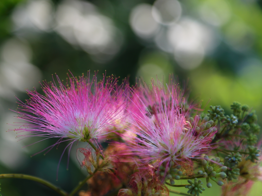 hitokukuri hana112-1