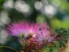 hitokukuri hana112-1