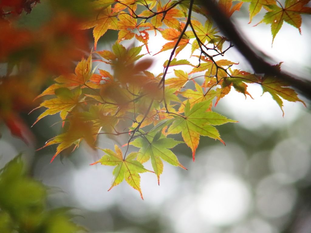 Early autumn2
