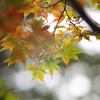 Early autumn2