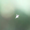 空中花２