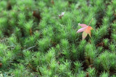 苔の森1