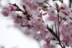 しずくはきっと桜の香り