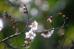 緑の効果2