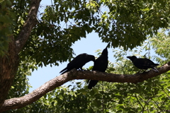 ブラジルカラス