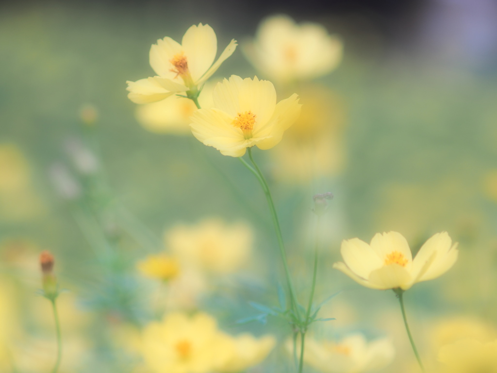 Smooth yellow