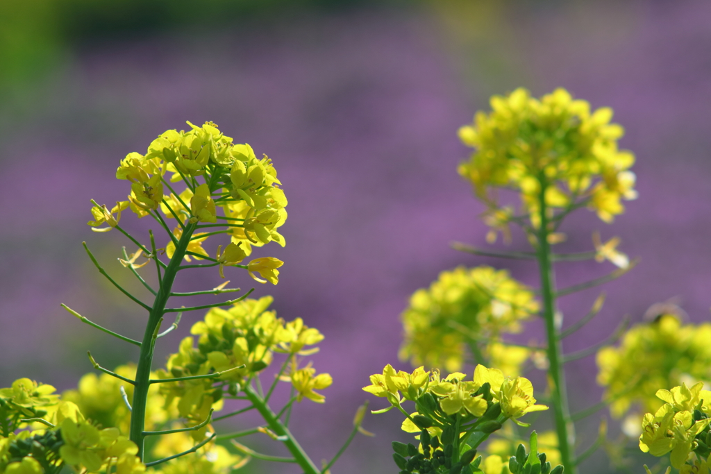 Backlighting in spring