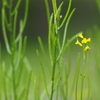 もうひとつのYellow