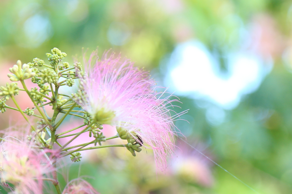 hitokukuri hana112-2