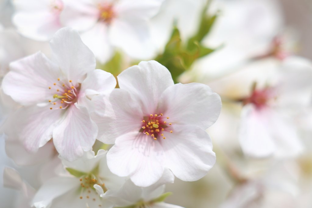 fragrance of the cherry1