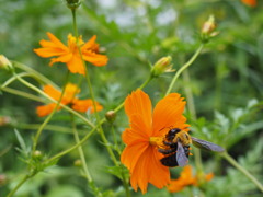 オレンジジュース一杯くださいませ