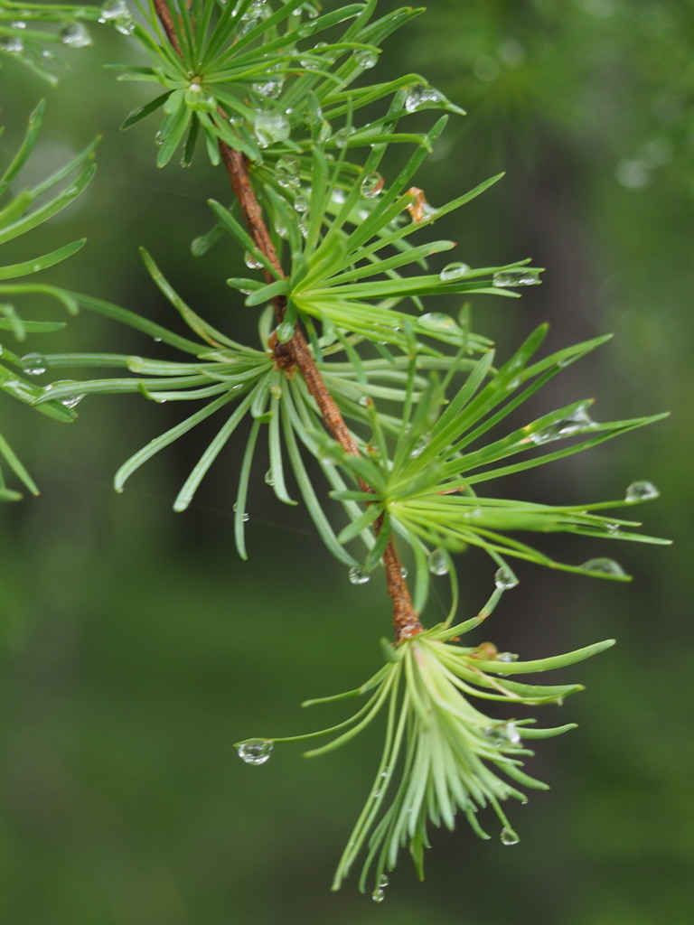 ヒュッテの雨