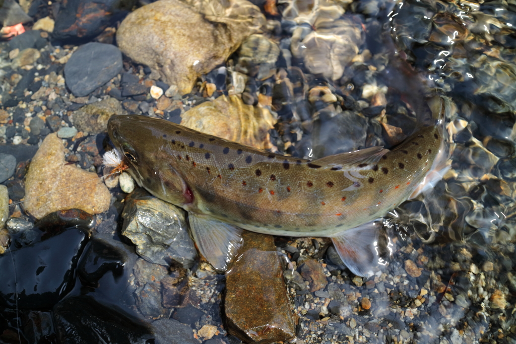 【魚注意】アマゴ2