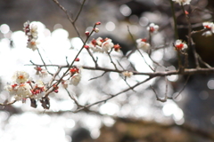 Plum blossom9