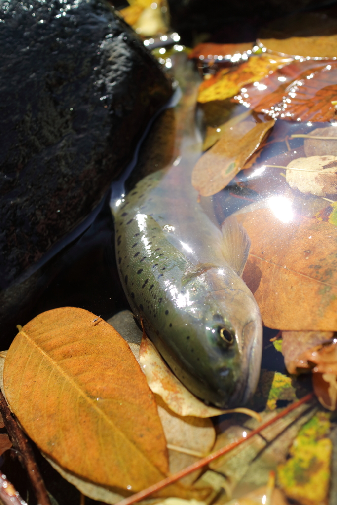 【魚注意】輝く