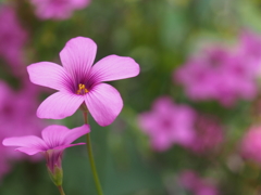 う～ん「花」で