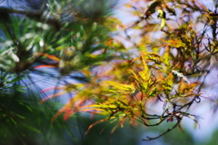 夏の挟間の葉色