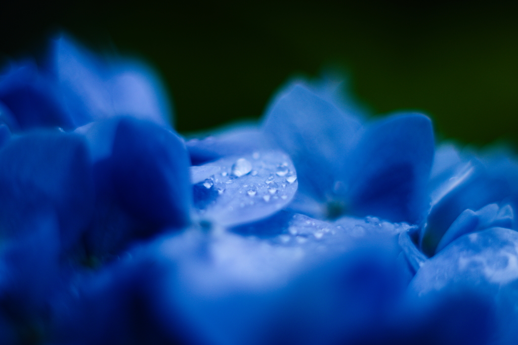意表を突かれちゃった紫陽花1
