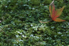 苔の森2