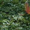 苔の森2