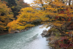 多摩川の黄葉