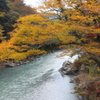 多摩川の黄葉
