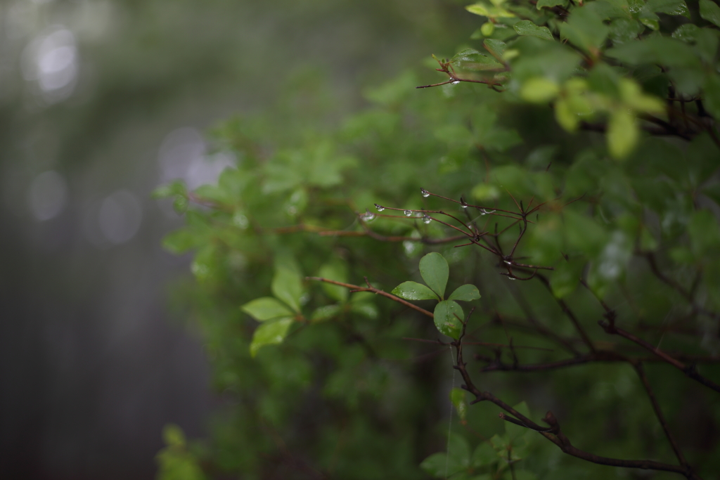 Mist filter