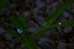 雫で遊ぶ3