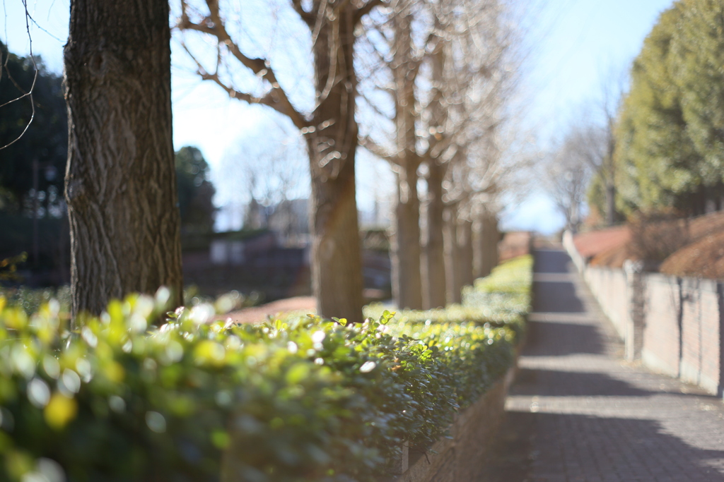 生垣と影のRhythm