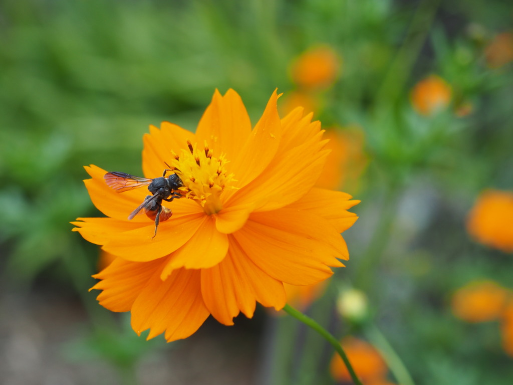 オレンジジュース僕にも一杯