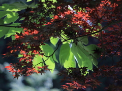 紅から始まることもある