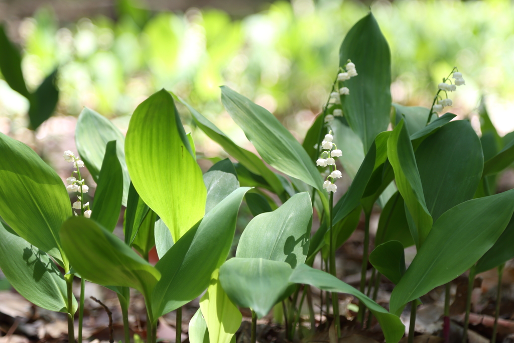 ドイツスズラン