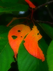 こだまとマンボウ