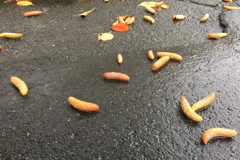 ぞわぞわの実