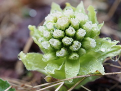 水滴の花
