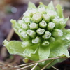 水滴の花